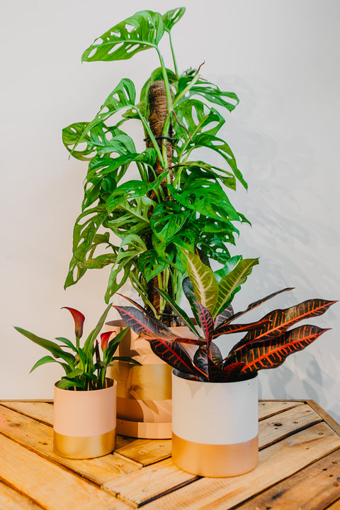 ABO - Plantenabonnement