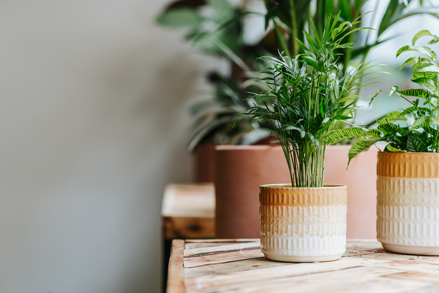 ABO - BURENACTIE - Plantenabonnement