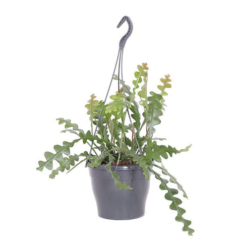 PAKKET - Kamerplantenset Double Espresso Special