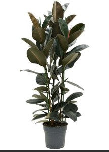 KAMERPLANT - Ficus Elastica (rubberboom)