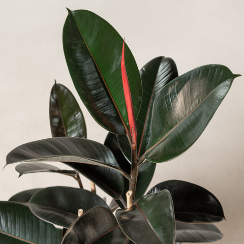KAMERPLANT - Ficus Elastica (rubberboom)