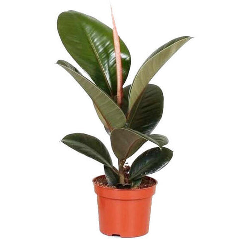 KAMERPLANT - Ficus Elastica (rubberboom)