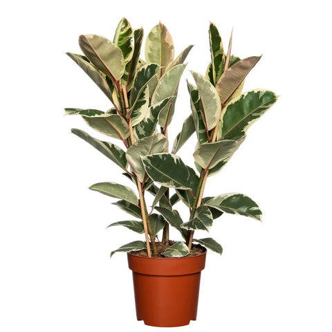 KAMERPLANT - Ficus Elastica (rubberboom)