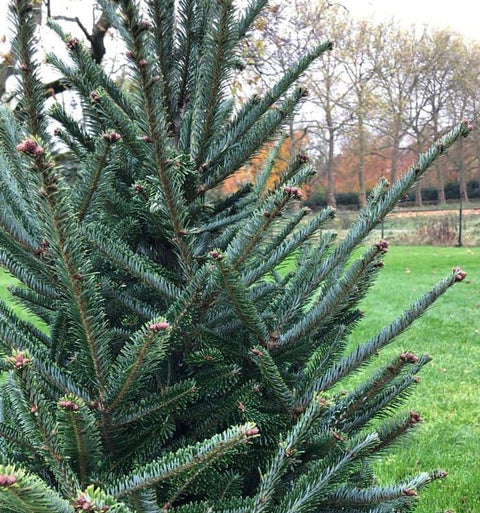 KERST - BOOM Fraseri