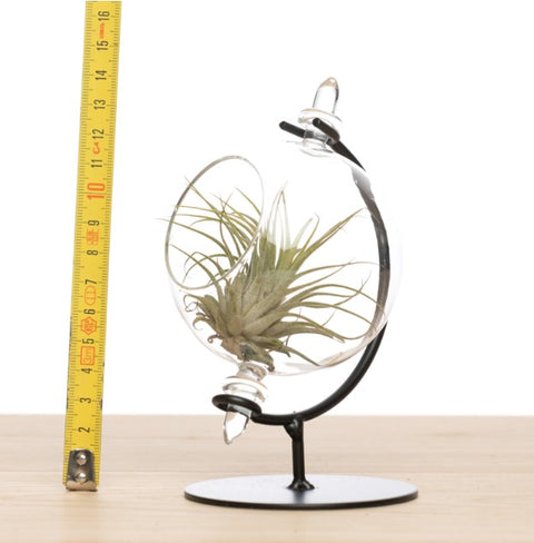 LUCHTPLANT - Tillandsia Globe + Ionantha