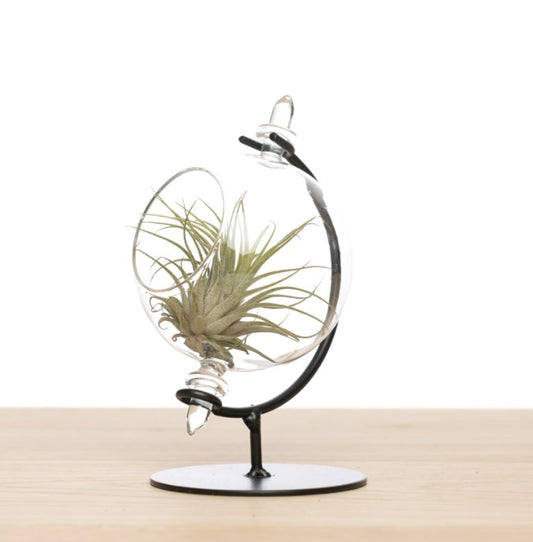 LUCHTPLANT - Tillandsia Globe + Ionantha