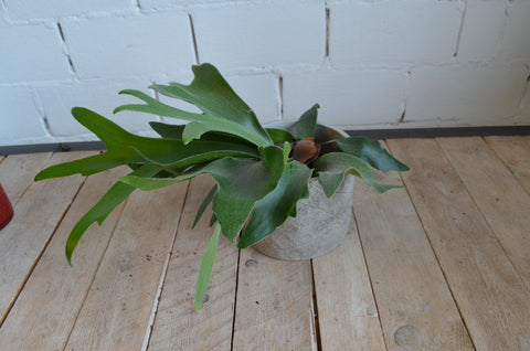 PAKKET - Kamerplantenset Double Espresso Special