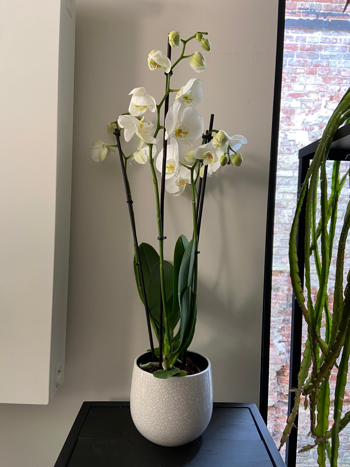 PAKKET - Witte Orchidee in Cracquelé Pot