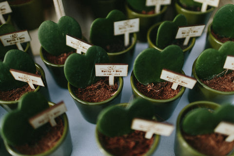 VERSE BLOEMEN - TROUW - gastengeschenk