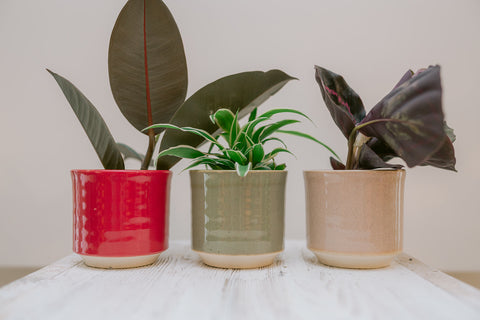 VERSE BLOEMEN - TROUW - gastengeschenk