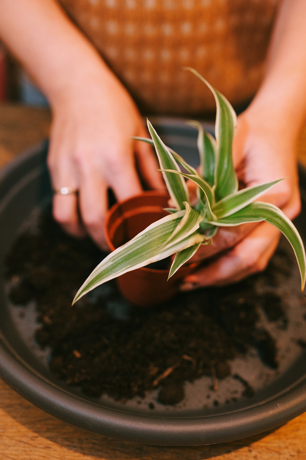 WORKSHOP - planten verzorgen & verpotten voor beginners (19/09)