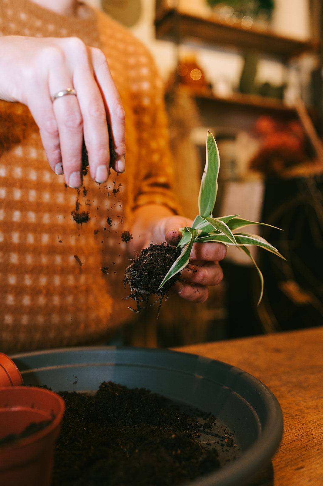 WORKSHOP - planten verzorgen & verpotten voor beginners (19/09)