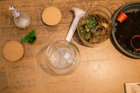 WORKSHOP - Terrarium maken en verzorgen (26/09)