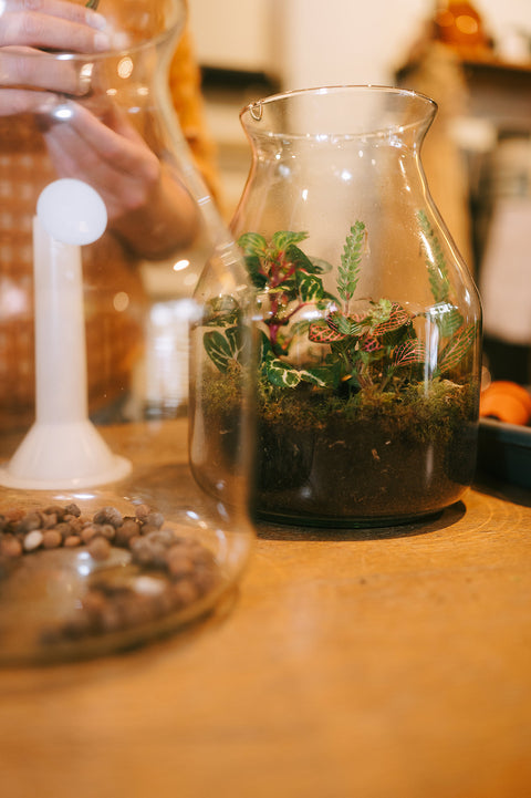 Workshop Terrarium maken & verzorgen (groepsaanvraag)