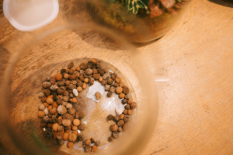 WORKSHOP - Terrarium maken en verzorgen (26/09)