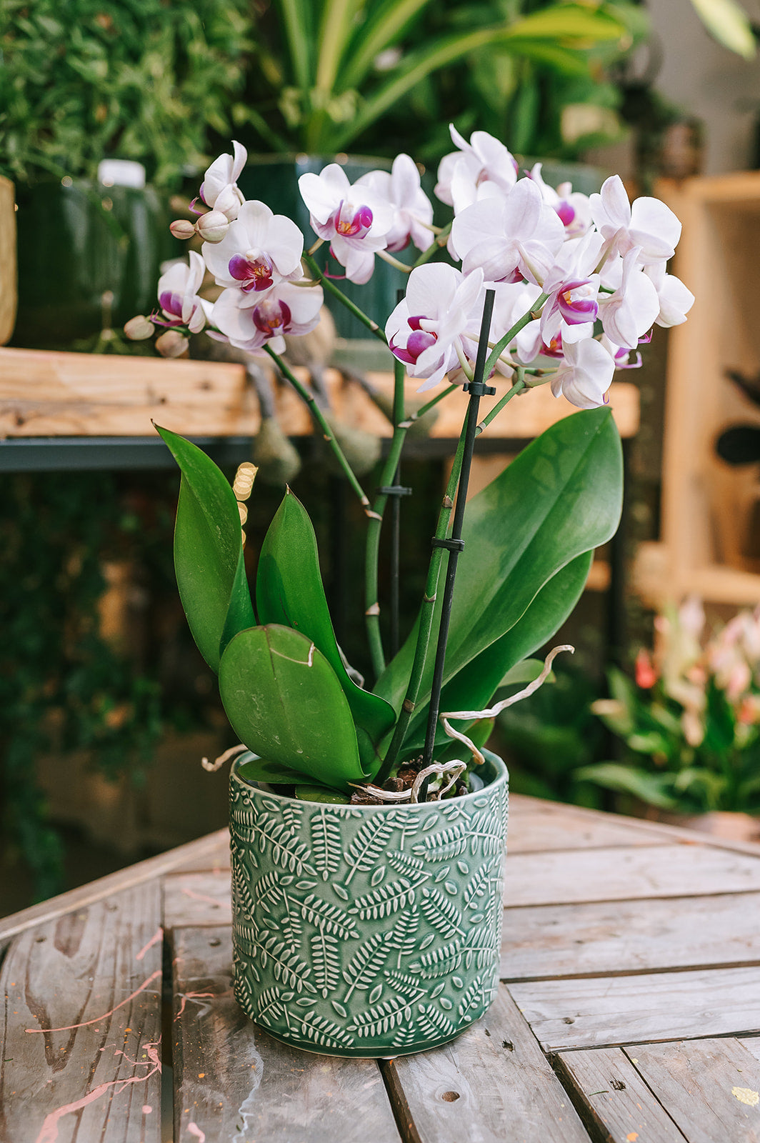 PAKKET - Fleurige plant in bijpassende pot