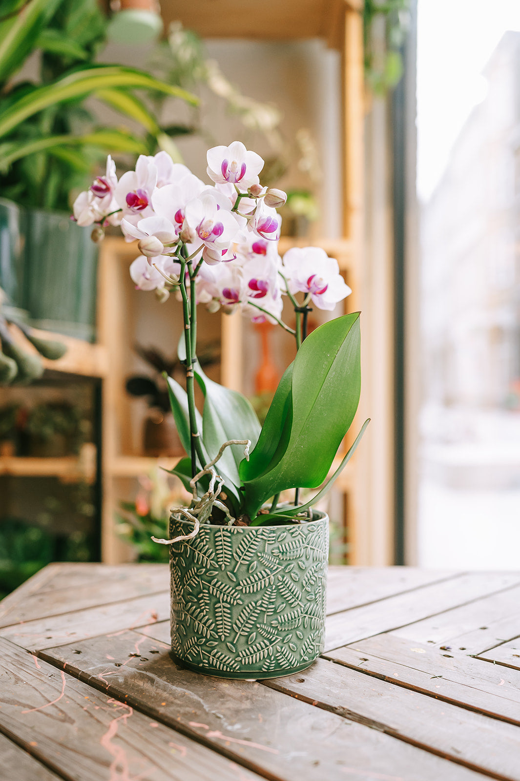 PAKKET - Fleurige plant in bijpassende pot