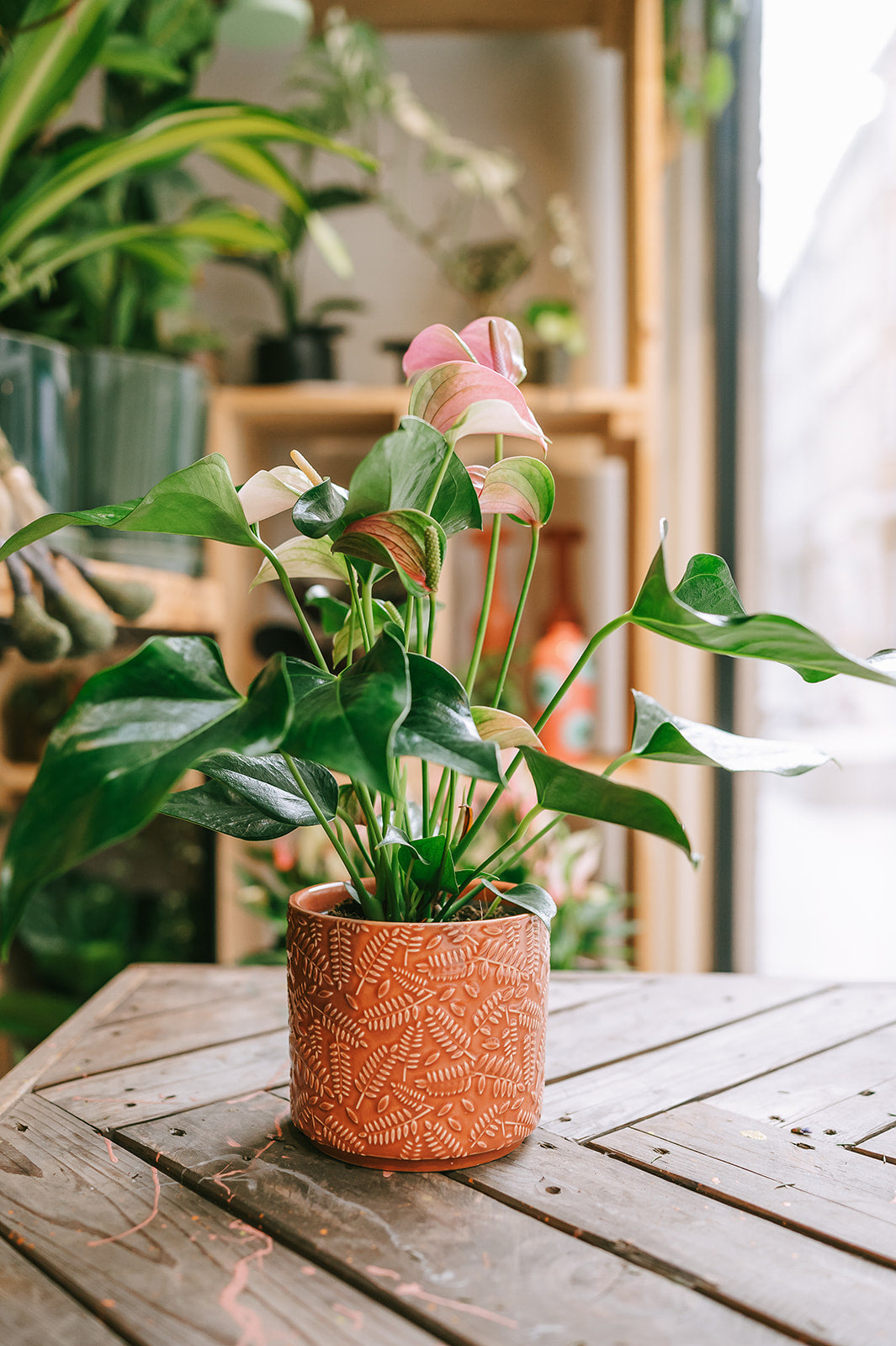 PAKKET - Fleurige plant in bijpassende pot