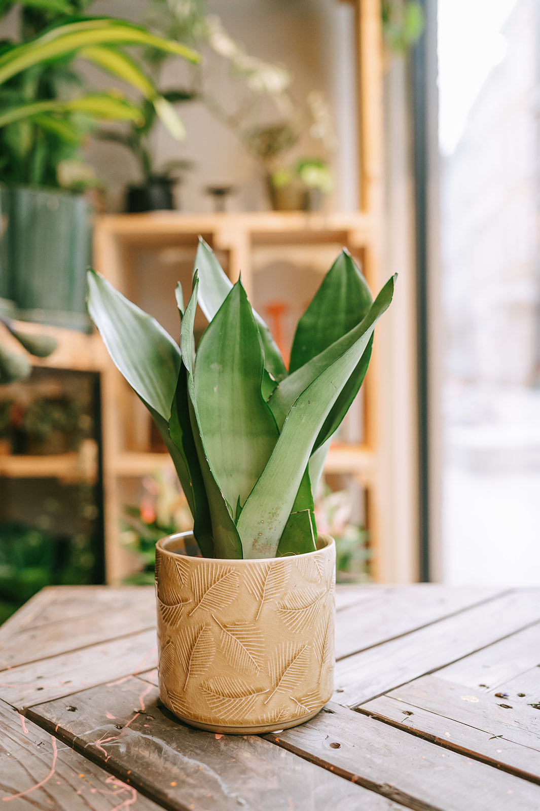 PAKKET - Fleurige plant in bijpassende pot