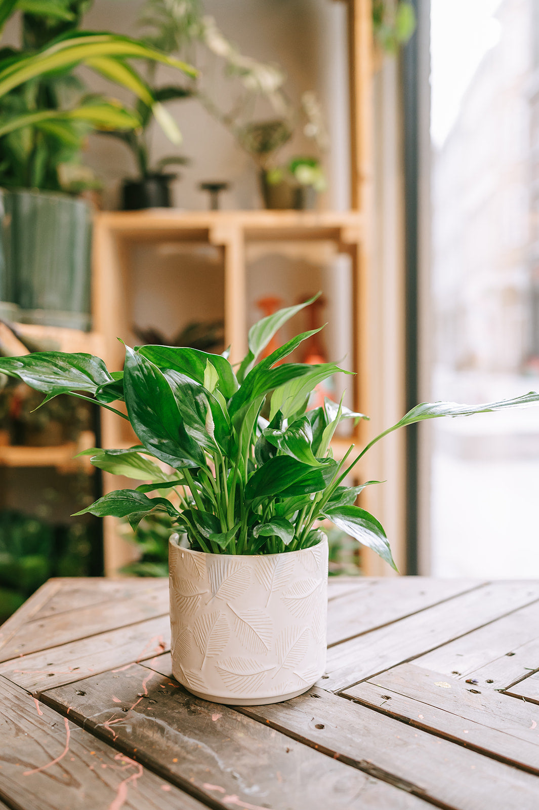 PAKKET - Fleurige plant in bijpassende pot