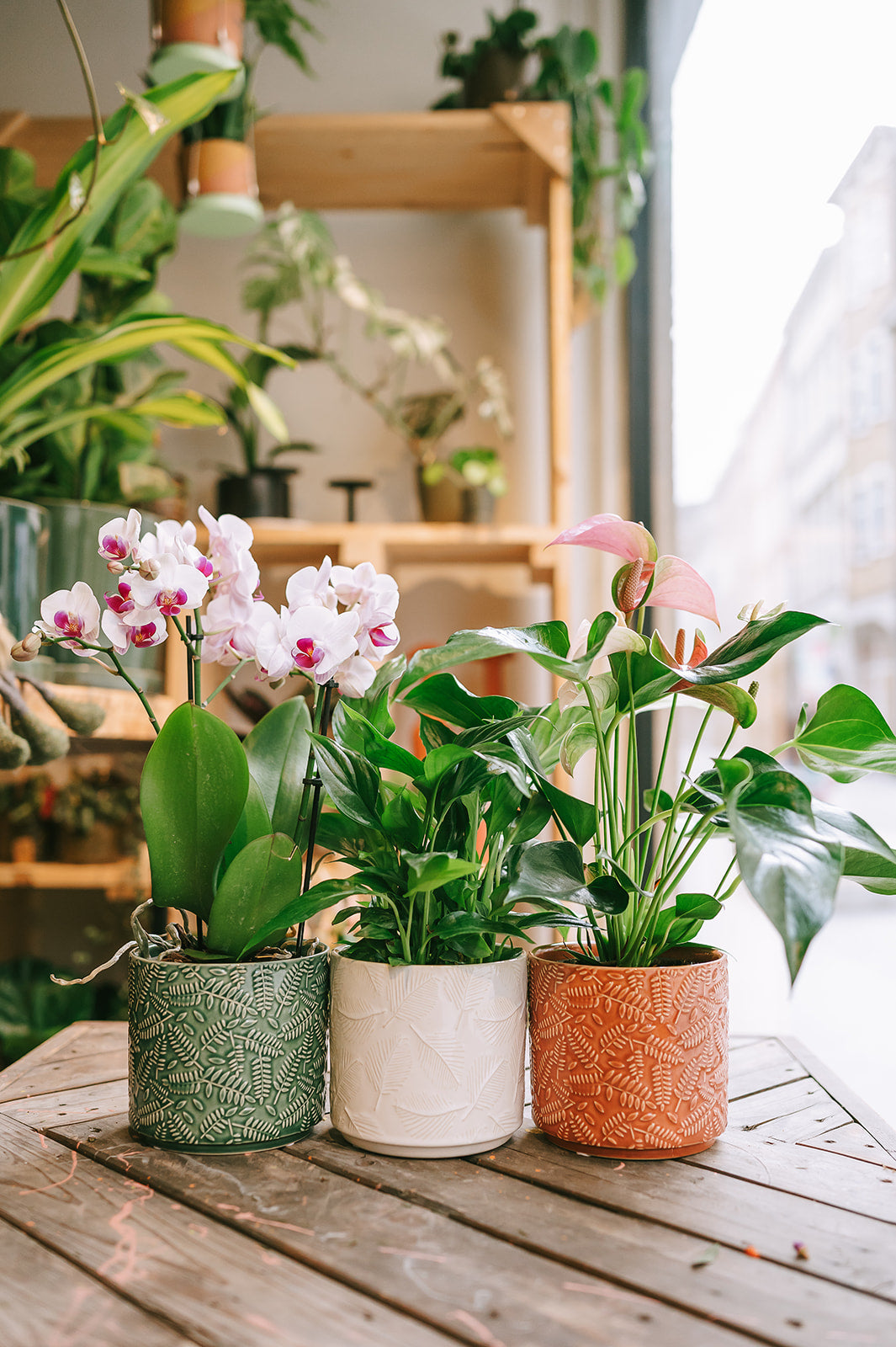 PAKKET - Fleurige plant in bijpassende pot