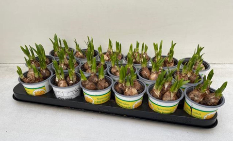 OUTDOOR - narcissen tête à tête