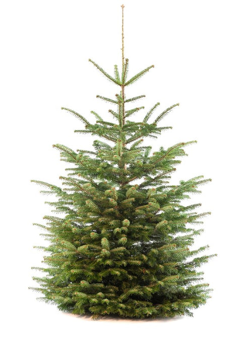 KERST - BOOM Nordmann