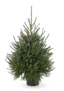 KERST - BOOM Omorika