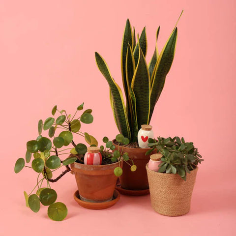 Tijd om onze planten eens onder handen te nemen. Ontdek al onze hulpmiddelen!