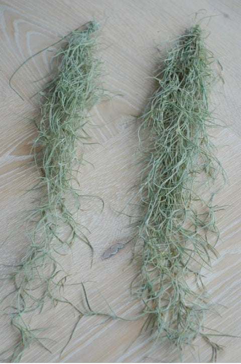 LUCHTPLANT - Tillandsia Usneoides (Spaans mos)
