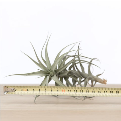 LUCHTPLANT - Tillandsia Bergeri
