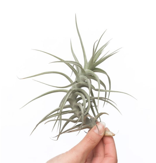 LUCHTPLANT - Tillandsia Bergeri