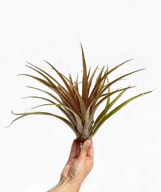 LUCHTPLANT - Tillandsia Capitata Orange (XL)