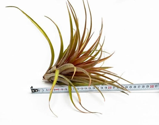 LUCHTPLANT - Tillandsia Capitata Orange (XL)