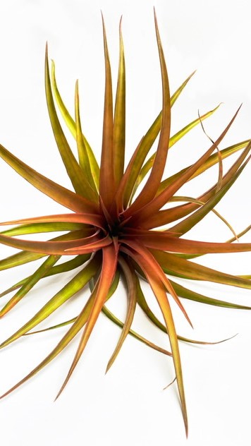 LUCHTPLANT - Tillandsia Capitata Orange (XL)