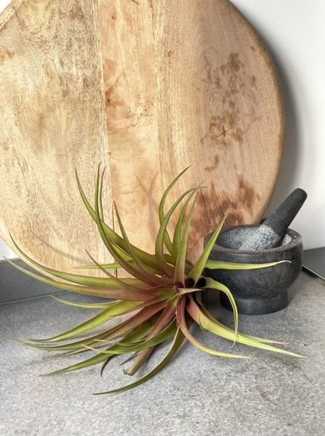 LUCHTPLANT - Tillandsia Capitata Orange (XL)