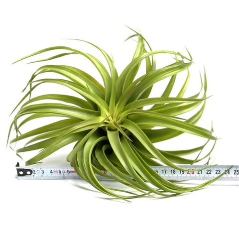 LUCHTPLANT - Tillandsia Capitata red (large)