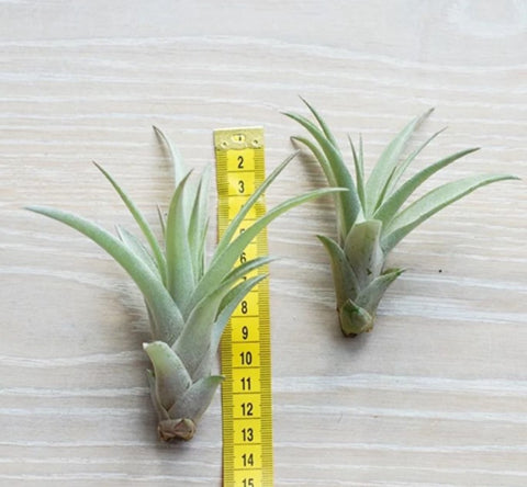 LUCHTPLANT - Tillandsia Capitata (large)