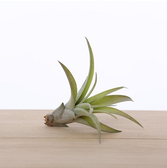 LUCHTPLANT - Tillandsia Capitata (large)