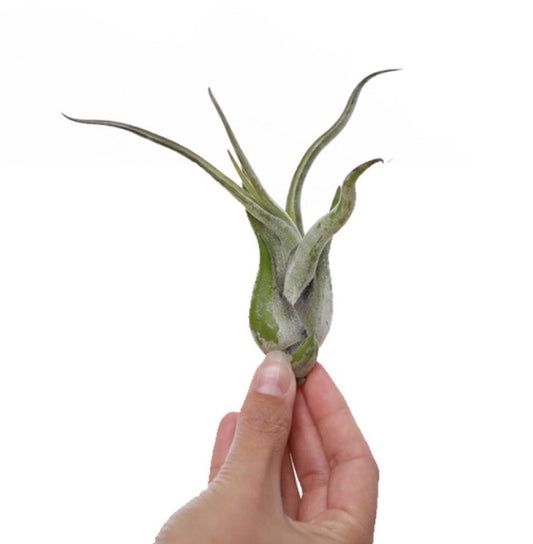 LUCHTPLANT - Tillandsia Caput Medusae