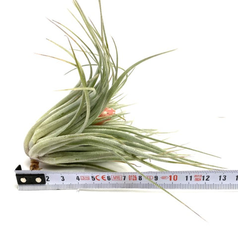 LUCHTPLANT - Tillandsia Cotton Candy