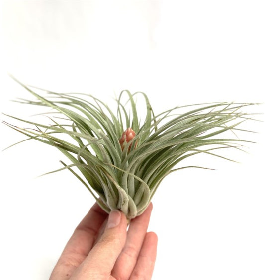 LUCHTPLANT - Tillandsia Cotton Candy