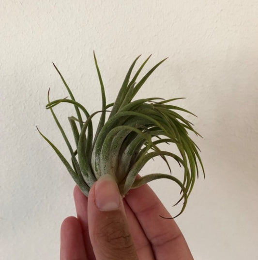 LUCHTPLANT - Tillandsia Ionantha (XL)