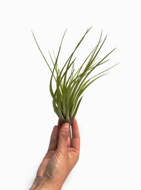 LUCHTPLANT - Tillandsia Merlin (large)