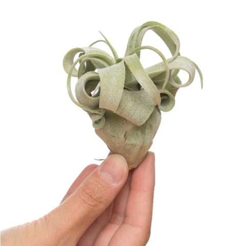 LUCHTPLANT - Tillandsia Streptophylla (Large)
