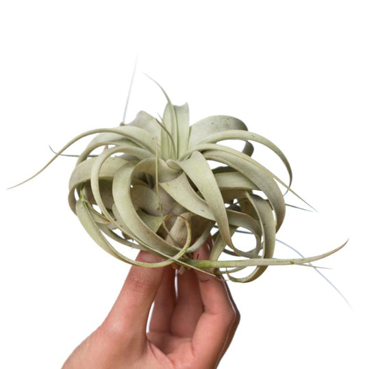 LUCHTPLANT - Tillandsia Xerographica