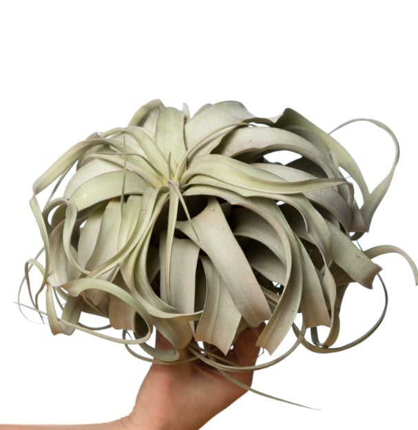 LUCHTPLANT - Tillandsia Xerographica