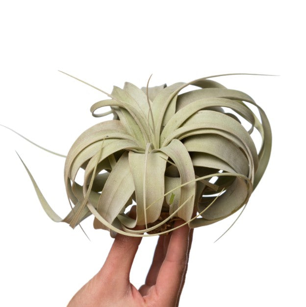 LUCHTPLANT - Tillandsia Xerographica