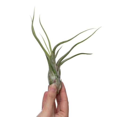 LUCHTPLANT - Tillandsia Caput Medusae