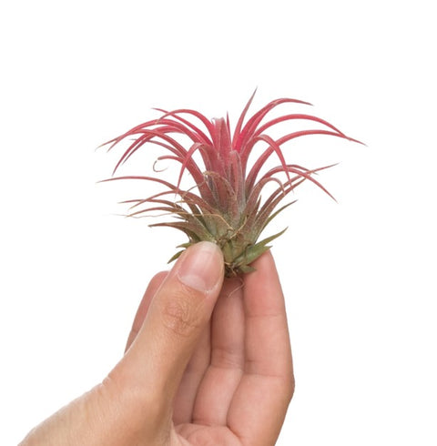 LUCHTPLANT - Tillandsia Ionantha (XL)